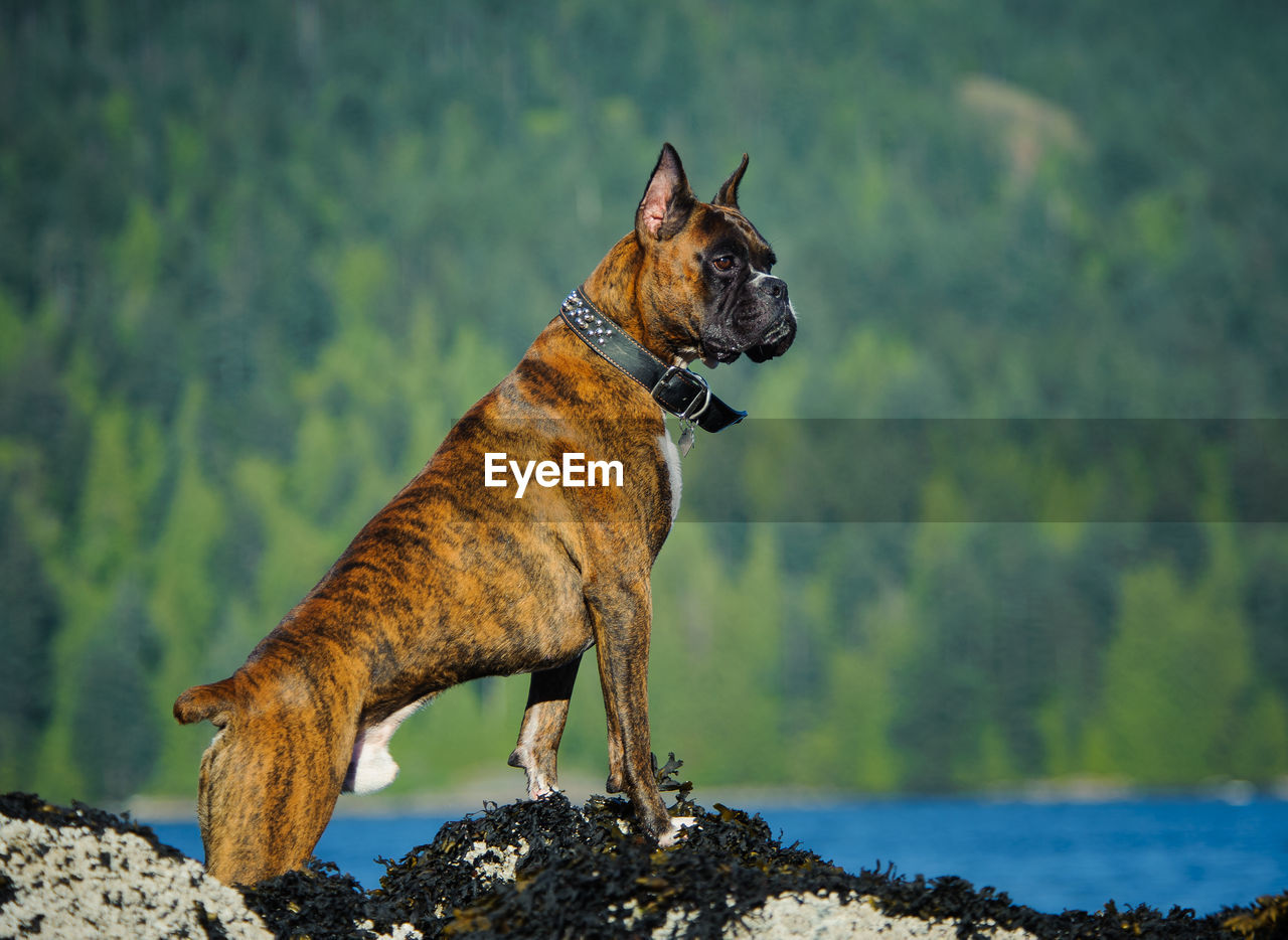 Boxer looking away while standing by lake