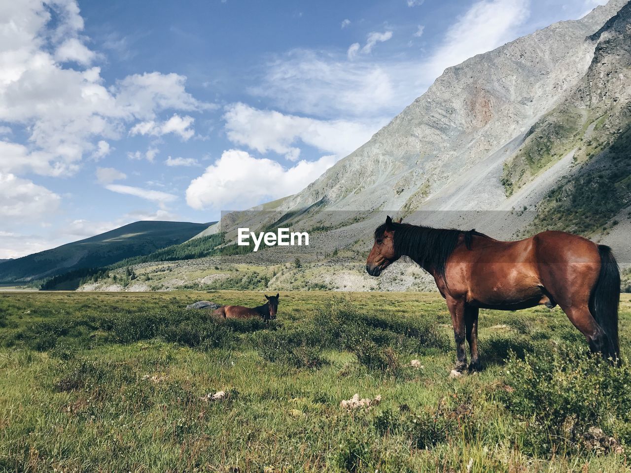 HORSE ON FIELD AGAINST MOUNTAINS
