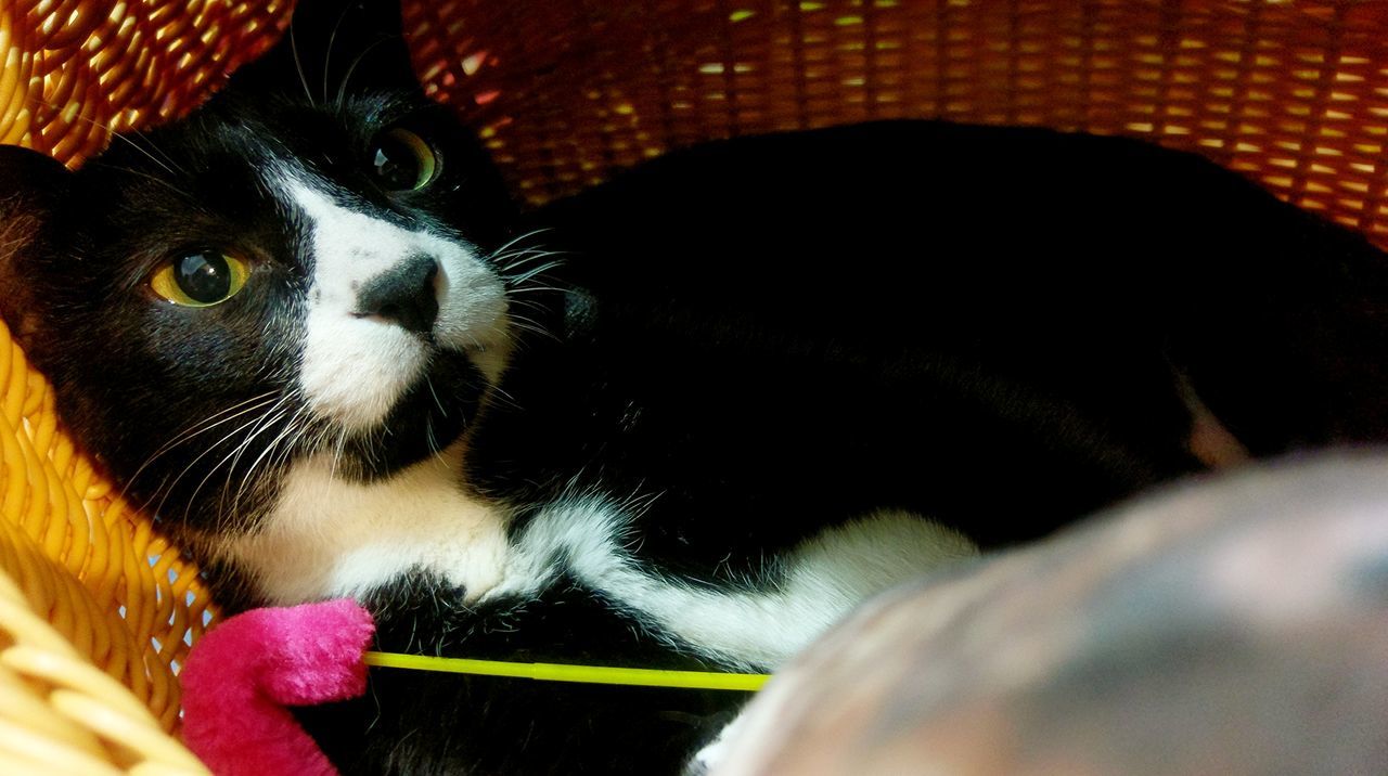 CLOSE-UP OF DOG IN MOUTH