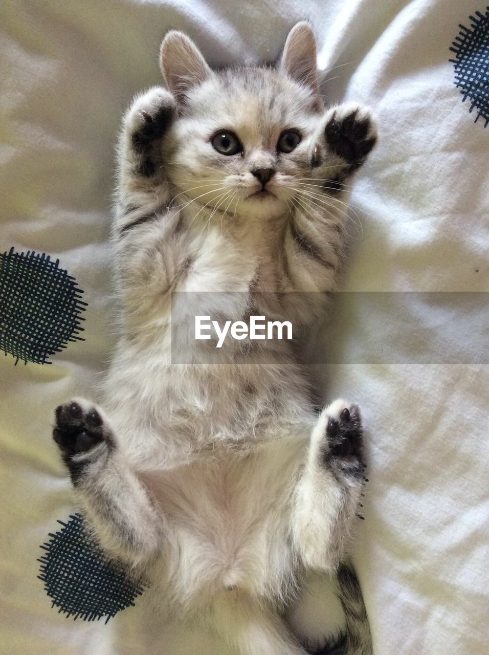 Directly above shot of kitten on bed