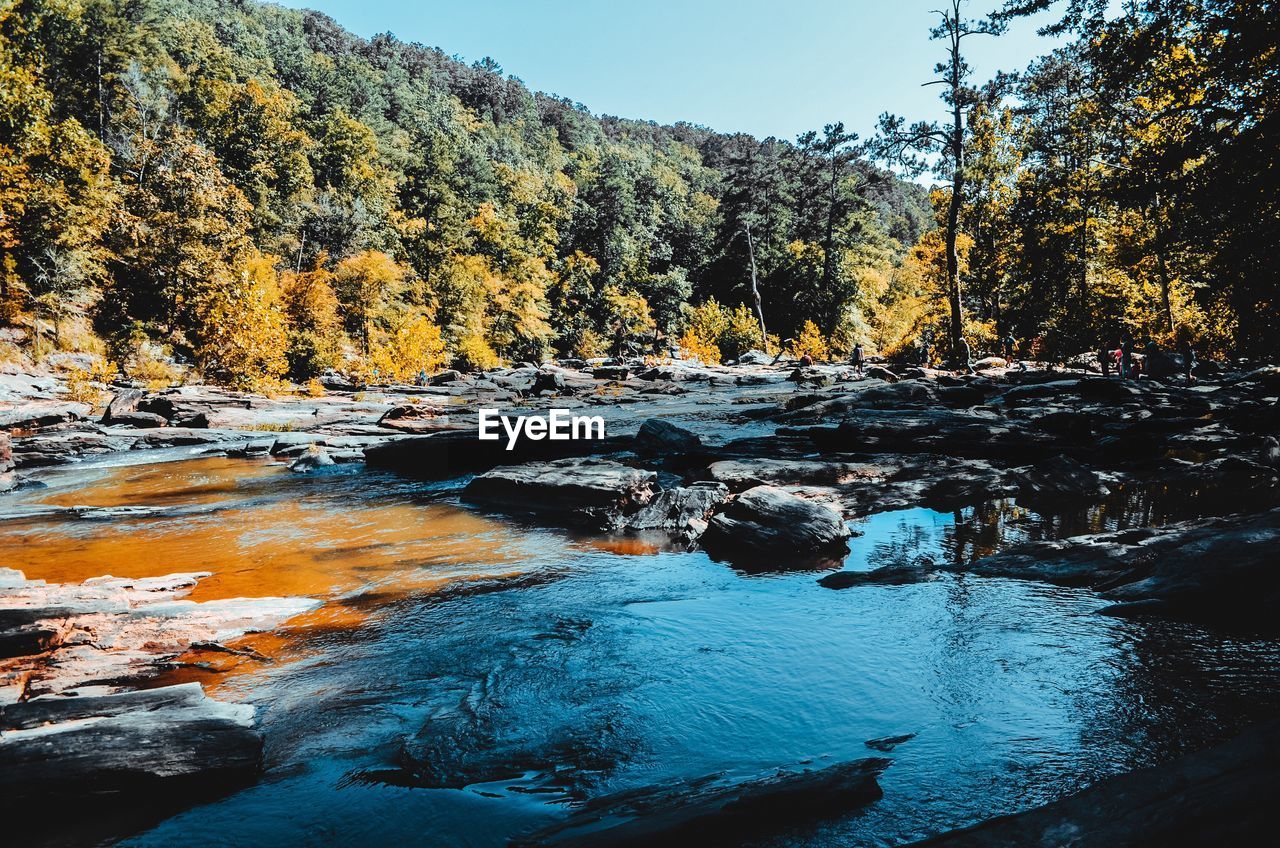 SCENIC VIEW OF RIVER IN FOREST