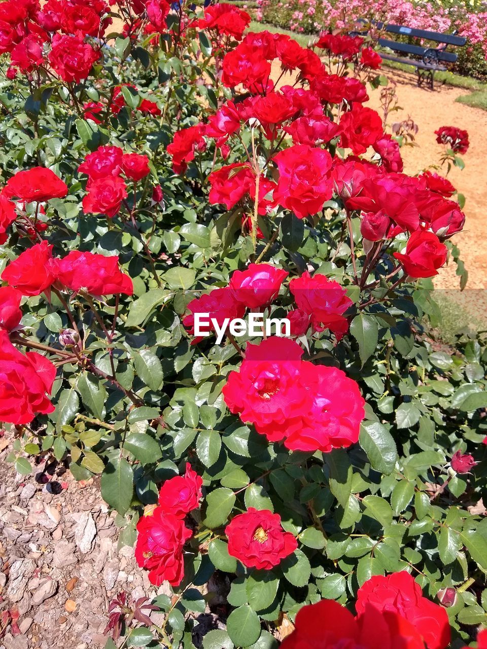 CLOSE-UP OF RED ROSE FLOWER