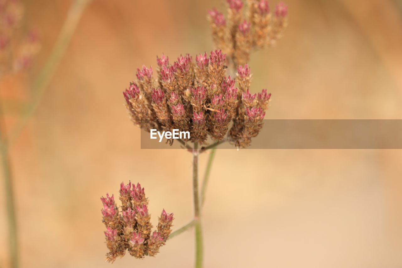 close-up of flowering plant on field