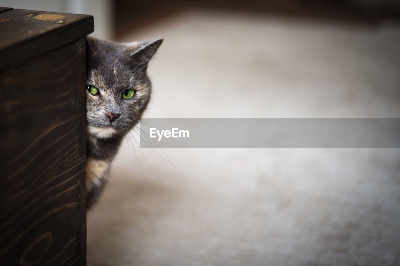 Close-up of cat hiding behind cabinet