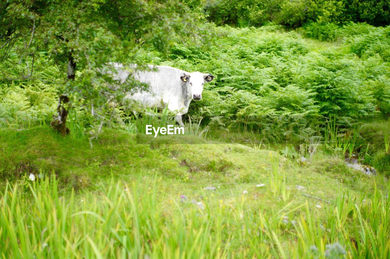 Cow grazing on grassy landscape