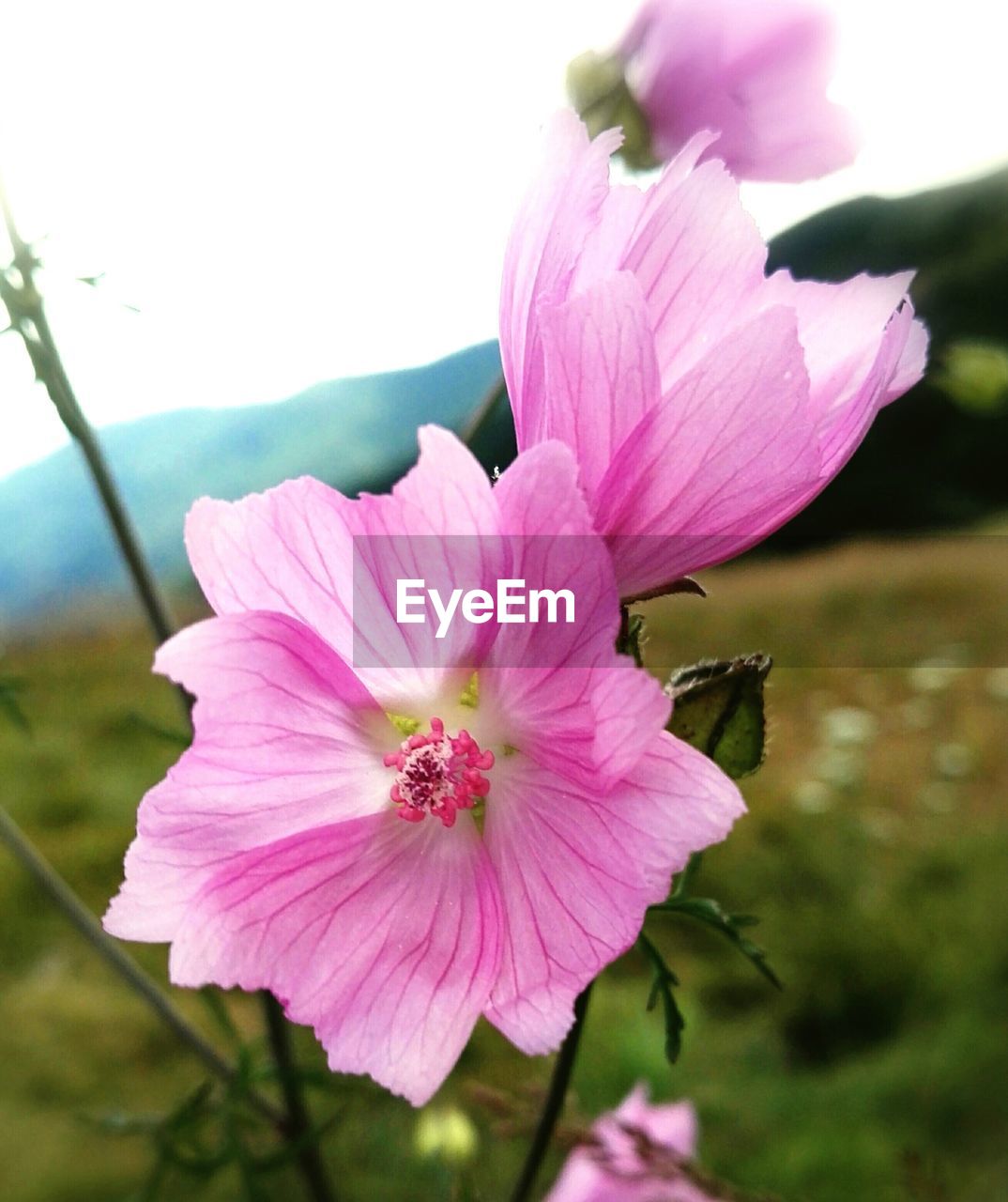 CLOSE-UP OF PINK FLOWER HEAD