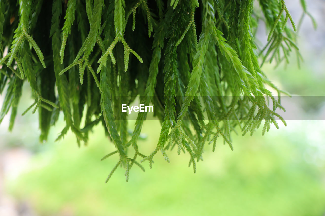 Tassel fern fresh and bright color beautiful pattern decorate in flower pot in the garden background