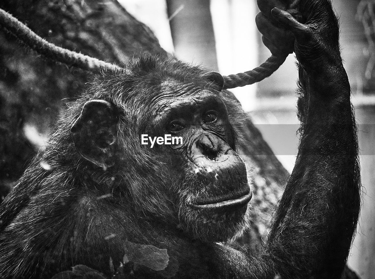 CLOSE-UP OF MONKEY ON TREE