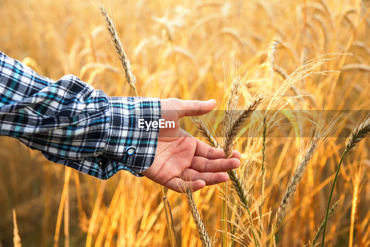 Male hand touching a golden wheat ear in the wheat field, sunset light. ukrainian landscape. 