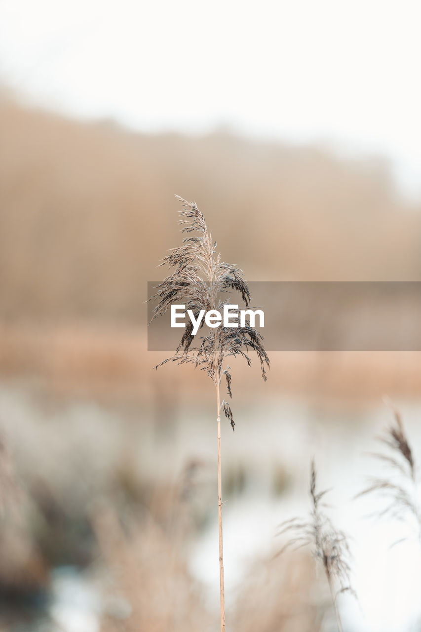 Close-up of dry plant on land against sky