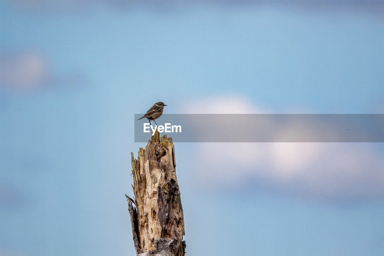 animal wildlife, animal themes, animal, bird, wildlife, one animal, perching, blue, wood, nature, no people, wooden post, focus on foreground, post, sky, day, copy space, outdoors, bird of prey, full length, tree, wing, sunny
