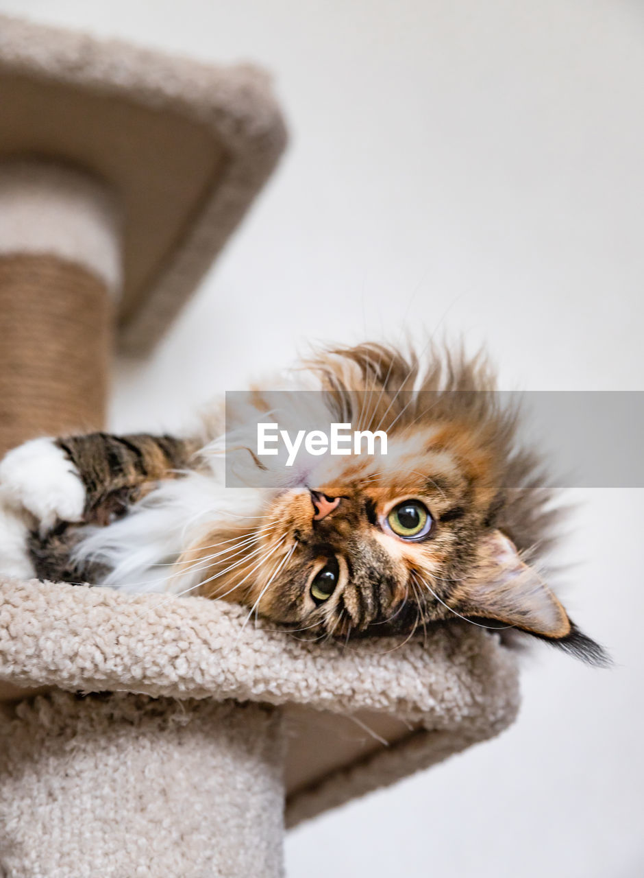 Charming maine coon cat looking at the camera on cat tree near the light wall scratching post.