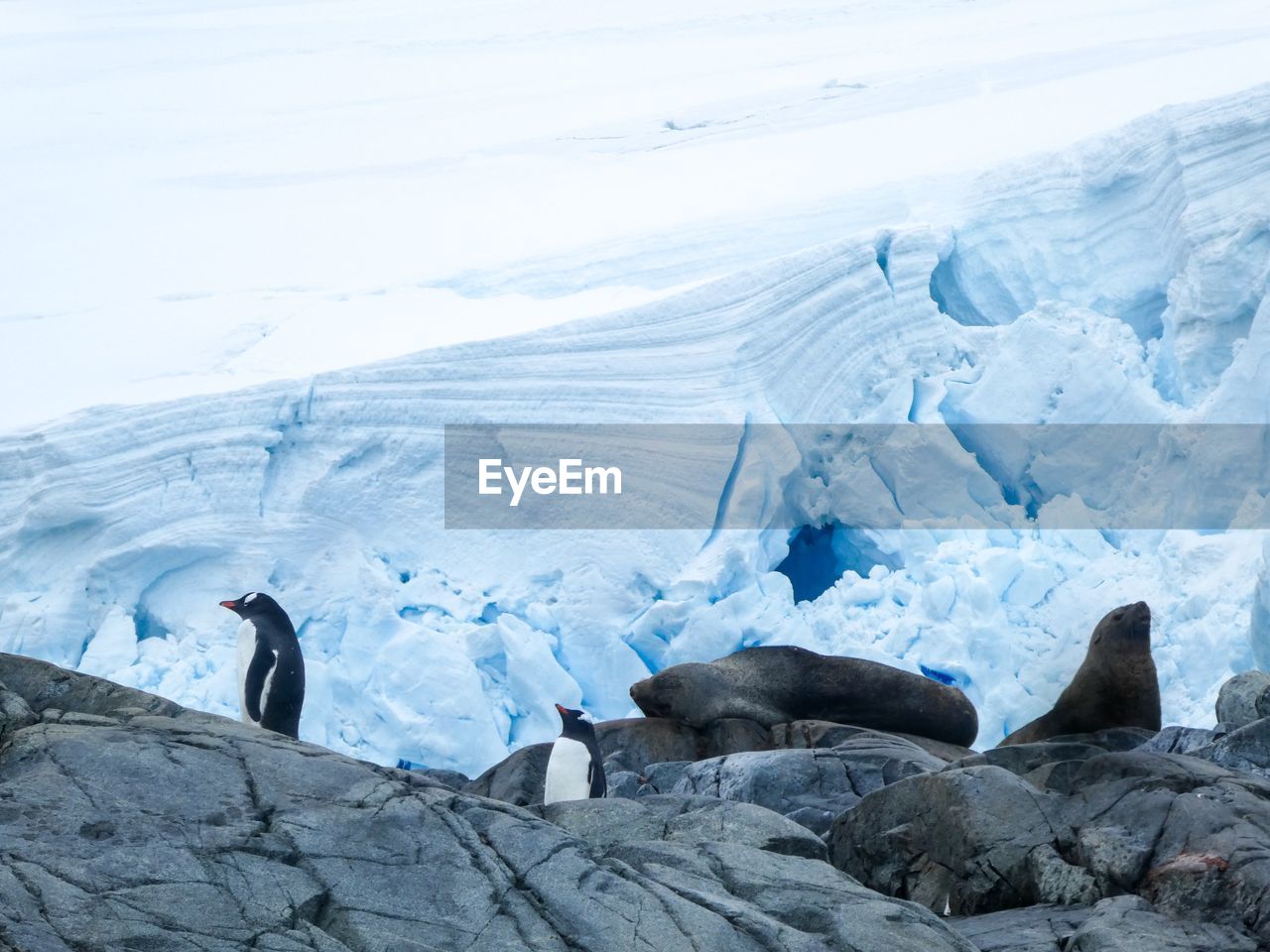 Flaky glacier with penguins and fur seals in front  in antarctica