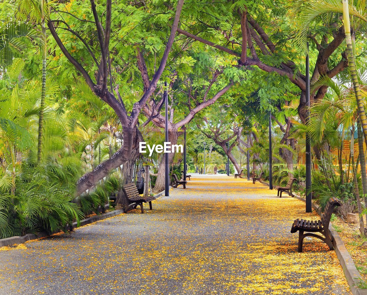 Trees in park