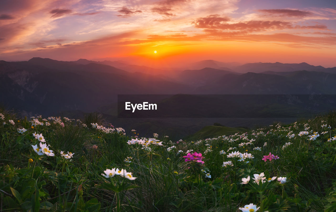 Beautiful sunset in the mountains and flowers.
