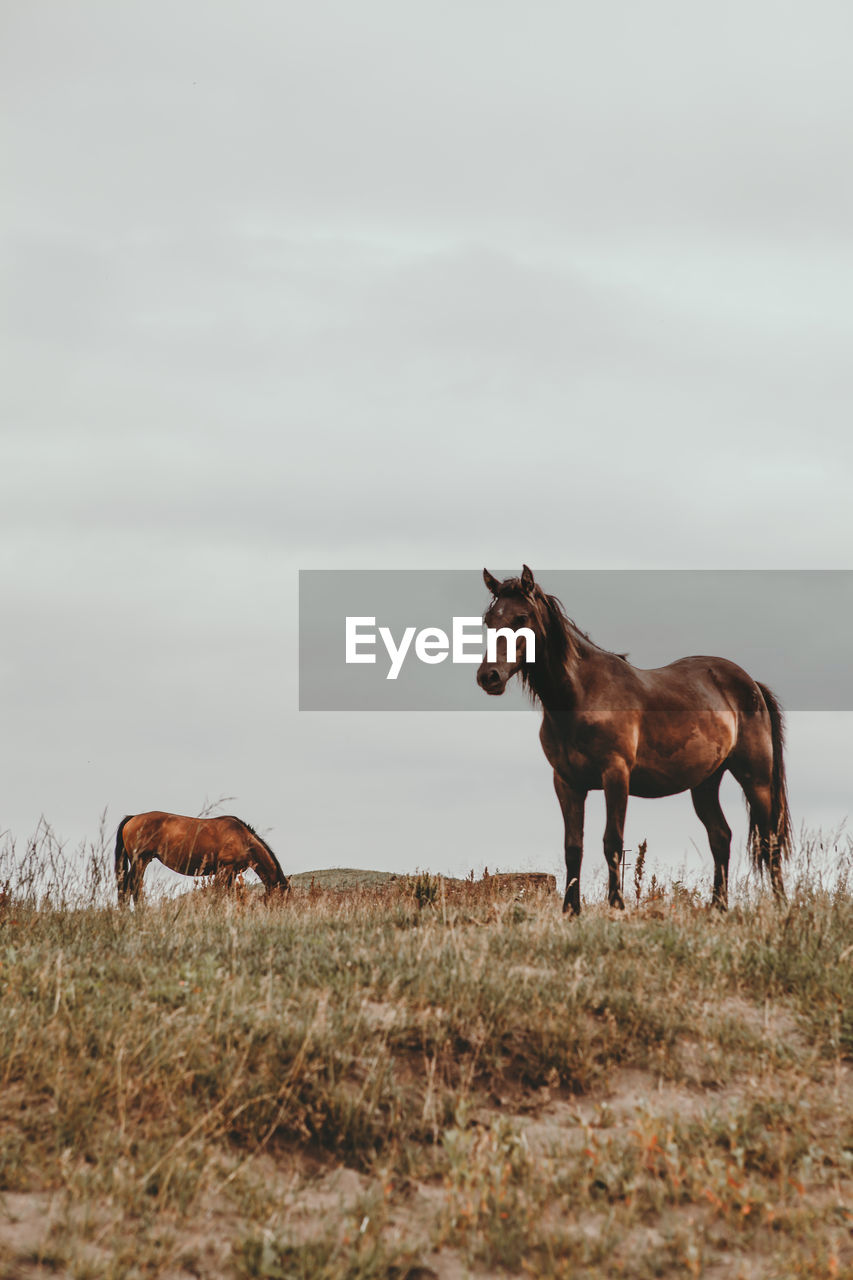 Horses on field against sky