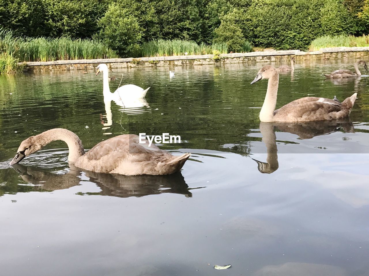 SWAN SWIMMING IN LAKE