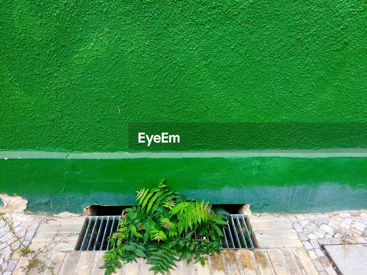 High angle view of plants growing from sewer by green wall