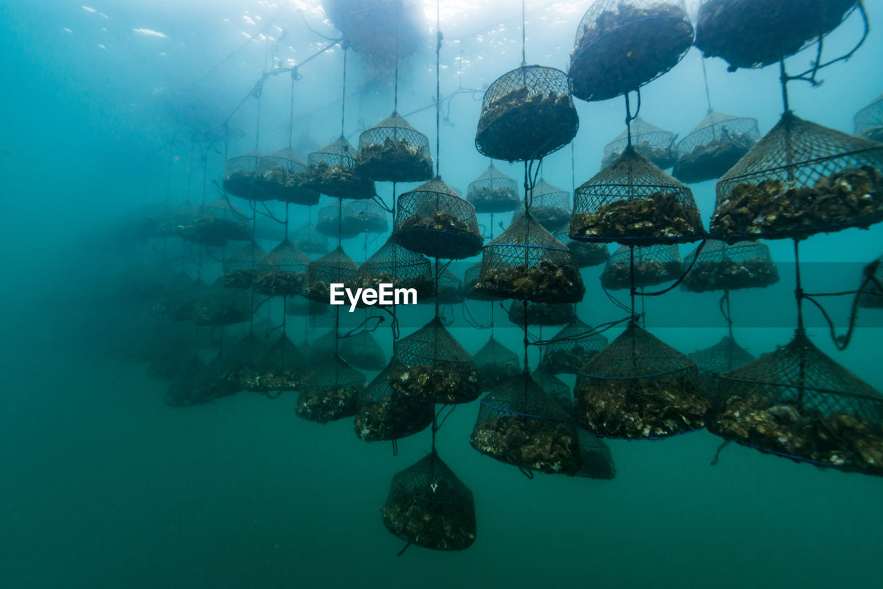 Oyster farm, ishikawa, notojima , japan