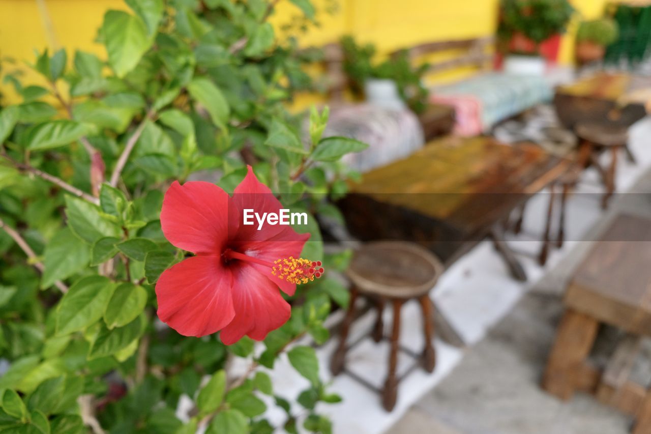 Flower hibiscus and rustic interior