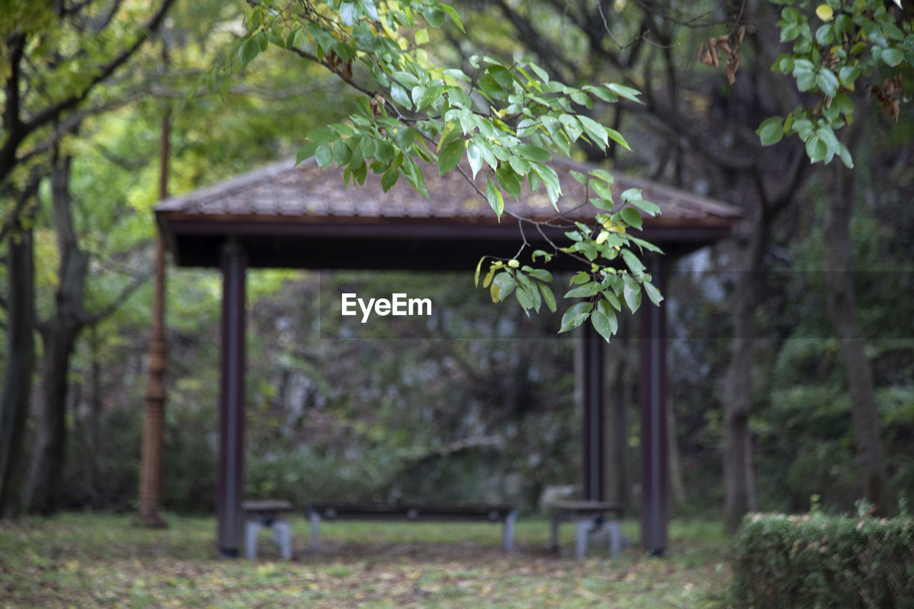 VIEW OF PLANT IN FOREST