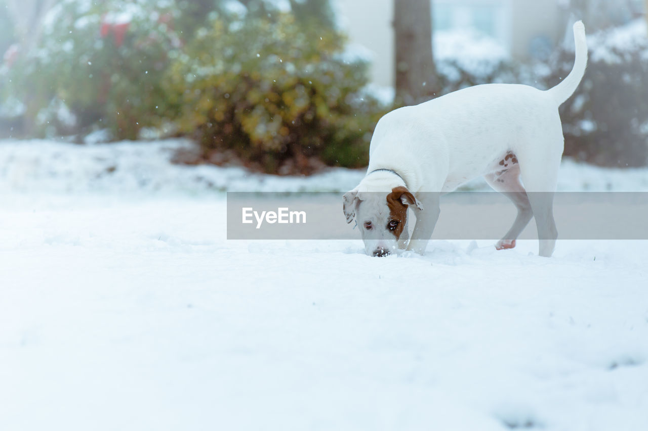 Close-up of dog on snowy field