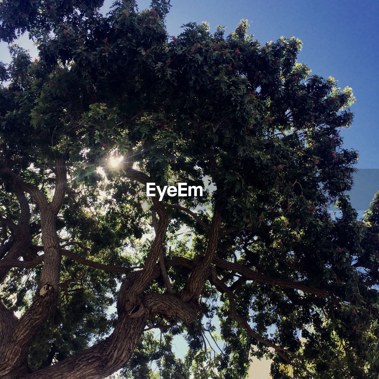 Low angle view of trees against sky