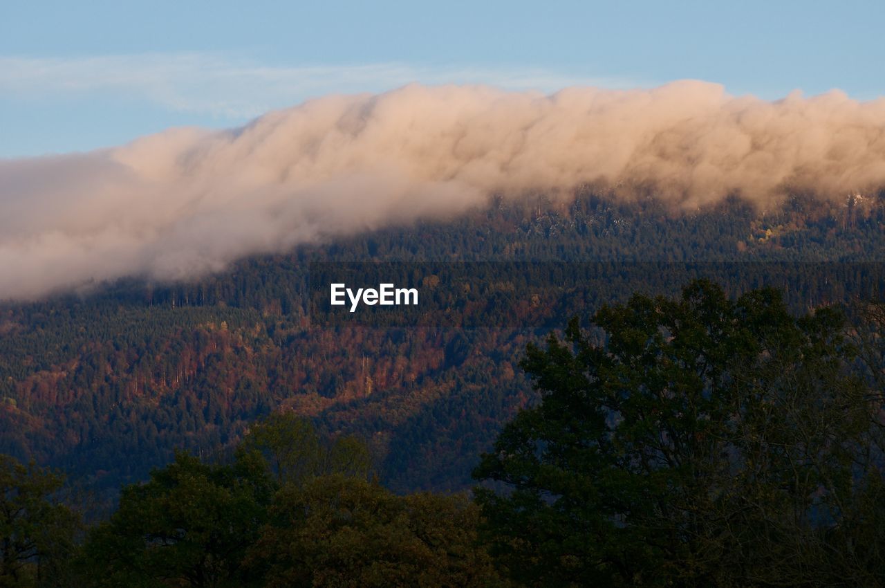 SCENIC VIEW OF TREES AGAINST SKY