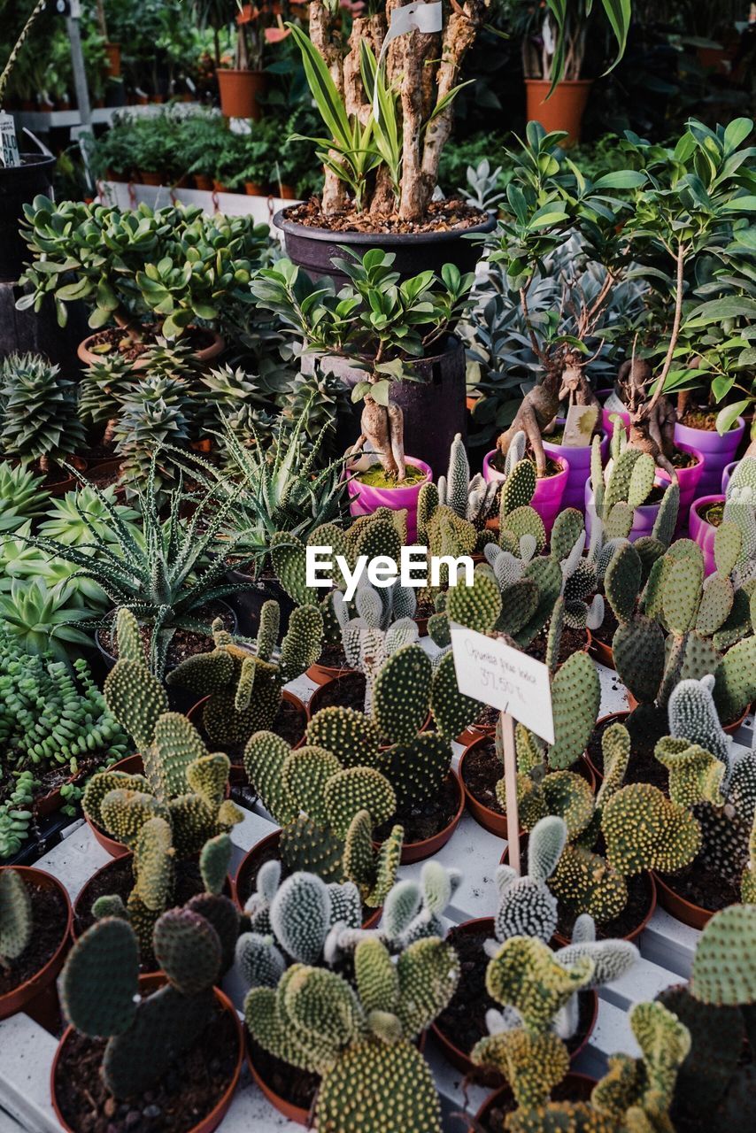 HIGH ANGLE VIEW OF POTTED PLANTS AT MARKET STALL