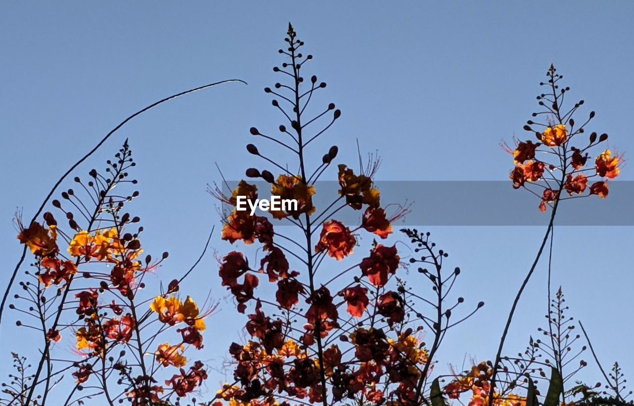 LOW ANGLE VIEW OF FLOWERING PLANTS AGAINST BLUE SKY