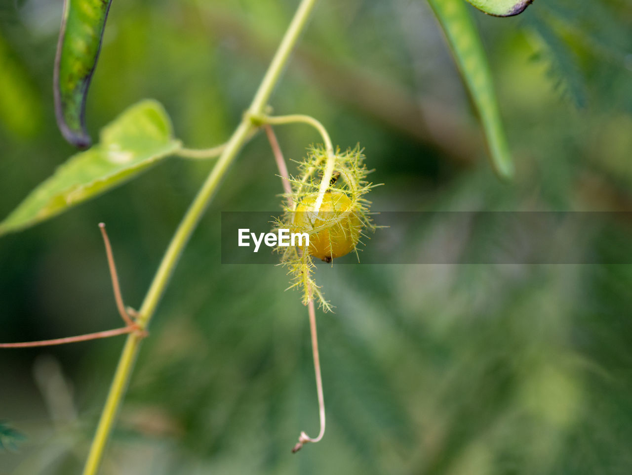 CLOSE-UP OF YELLOW INSECT ON PLANT