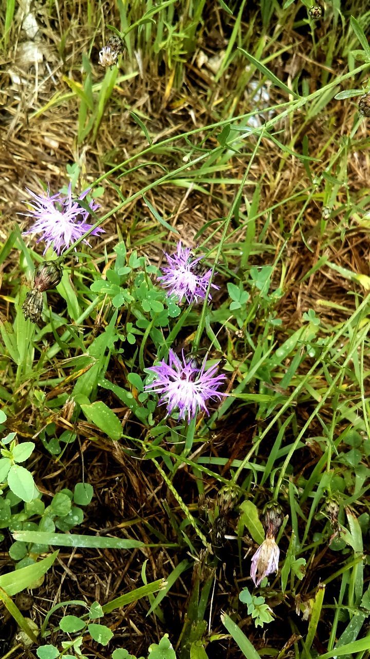 High angle view of purple flowers blooming in field