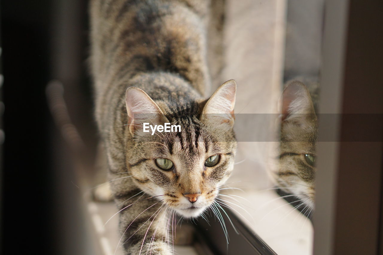 Cat on window sill