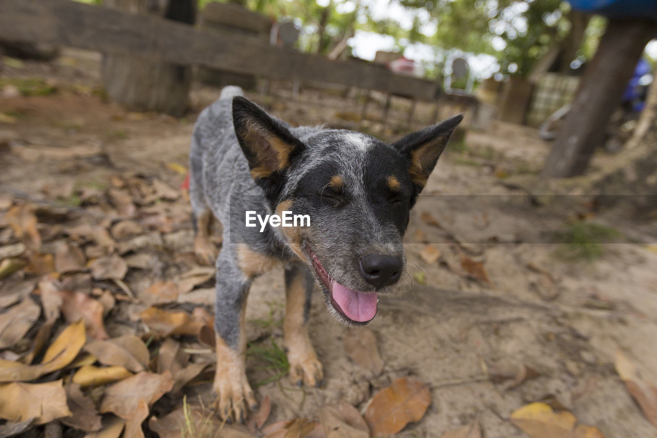 Close-up of dog with eyes closed sticking out tongue on field