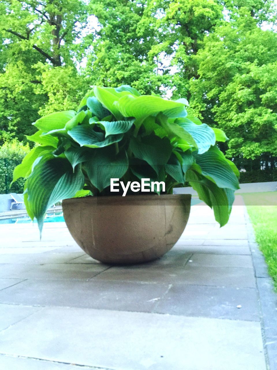 PLANTS GROWING ON TREE TRUNK