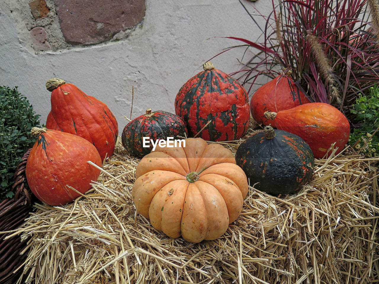 CLOSE-UP OF PUMPKINS IN AUTUMN LEAVES