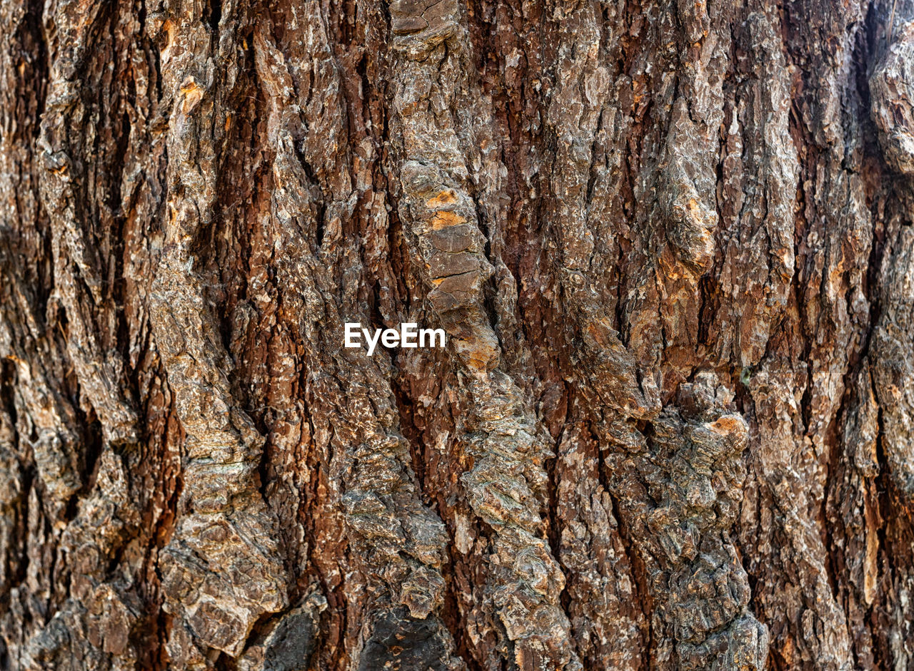 FULL FRAME SHOT OF TREE TRUNKS