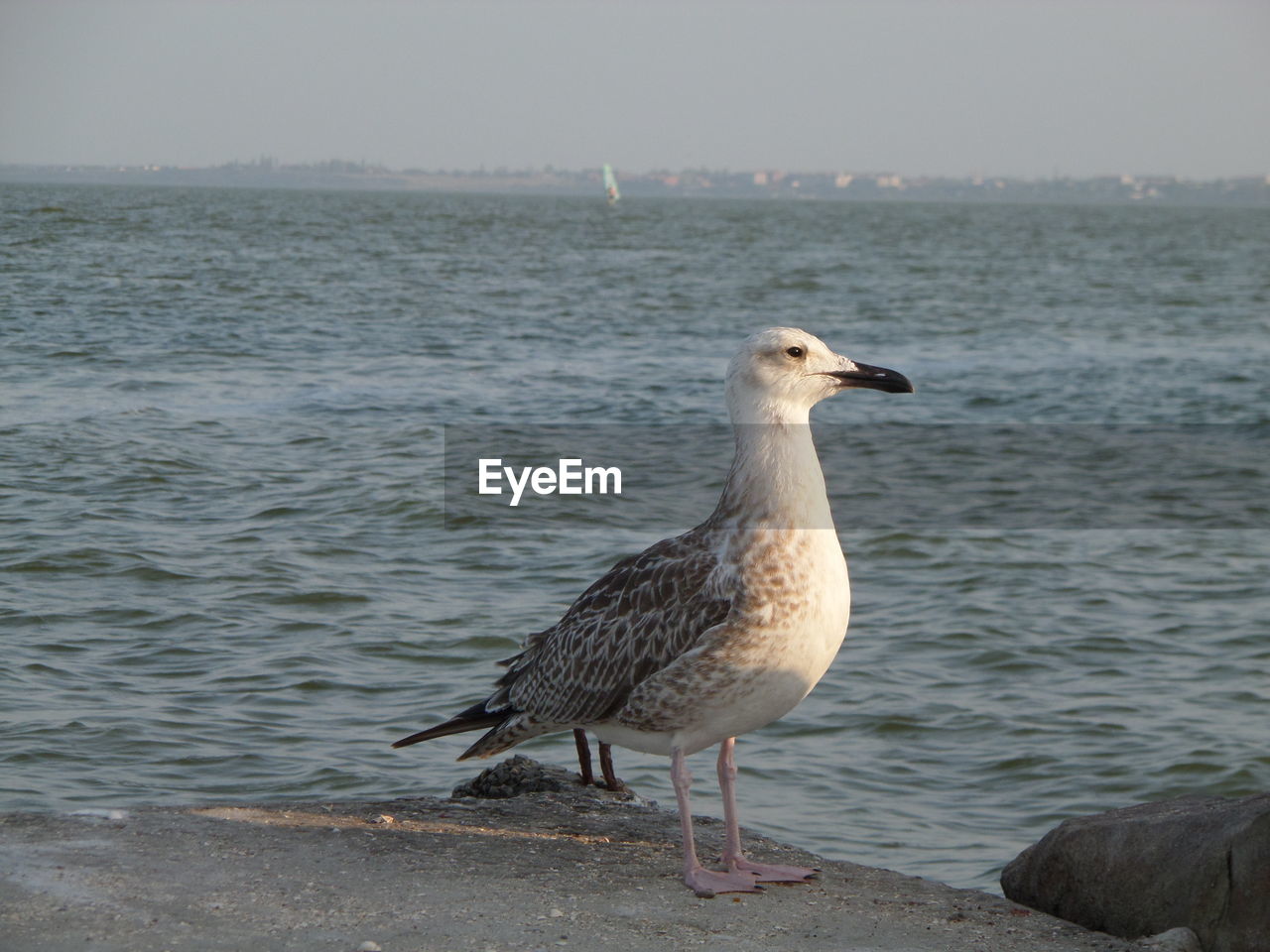 Bird perching by sea against sky
