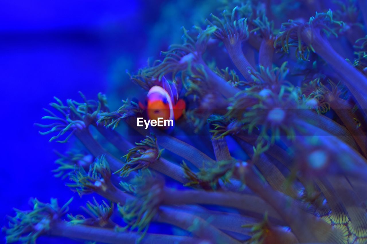 CLOSE-UP OF FISH UNDERWATER