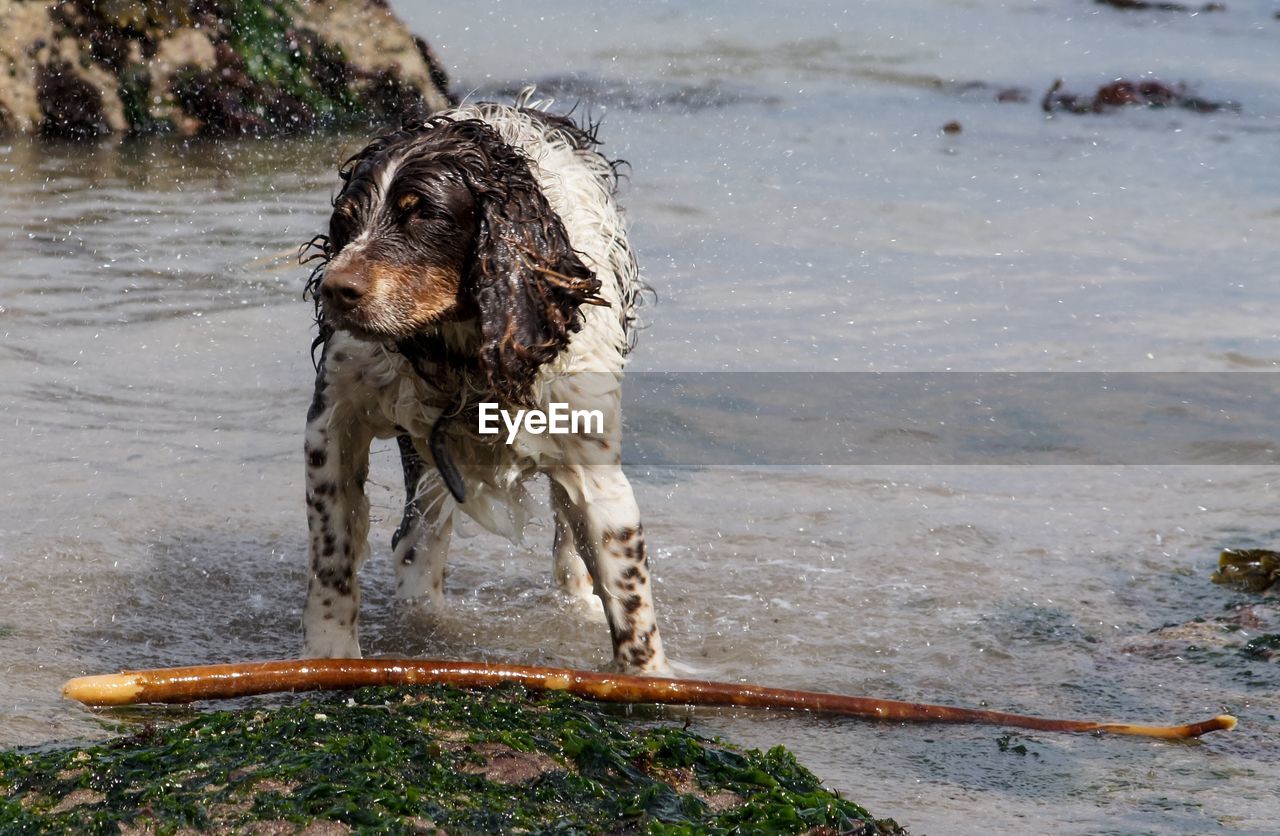 Dog standing in water