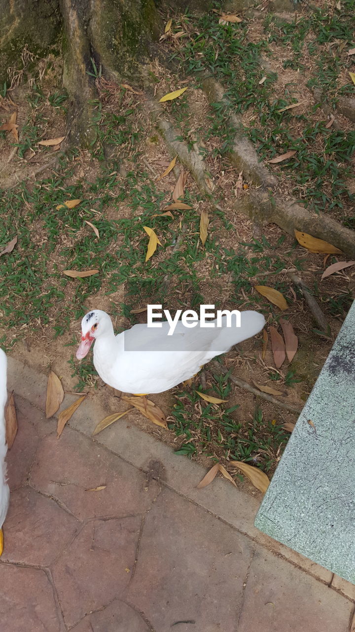 HIGH ANGLE VIEW OF WHITE DUCK ON FIELD