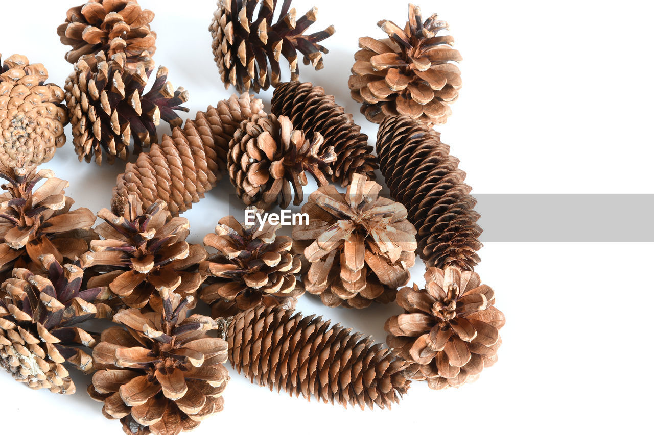 DIRECTLY ABOVE SHOT OF DRIED PINE CONE