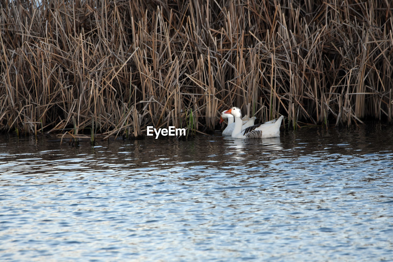 VIEW OF SWAN IN LAKE