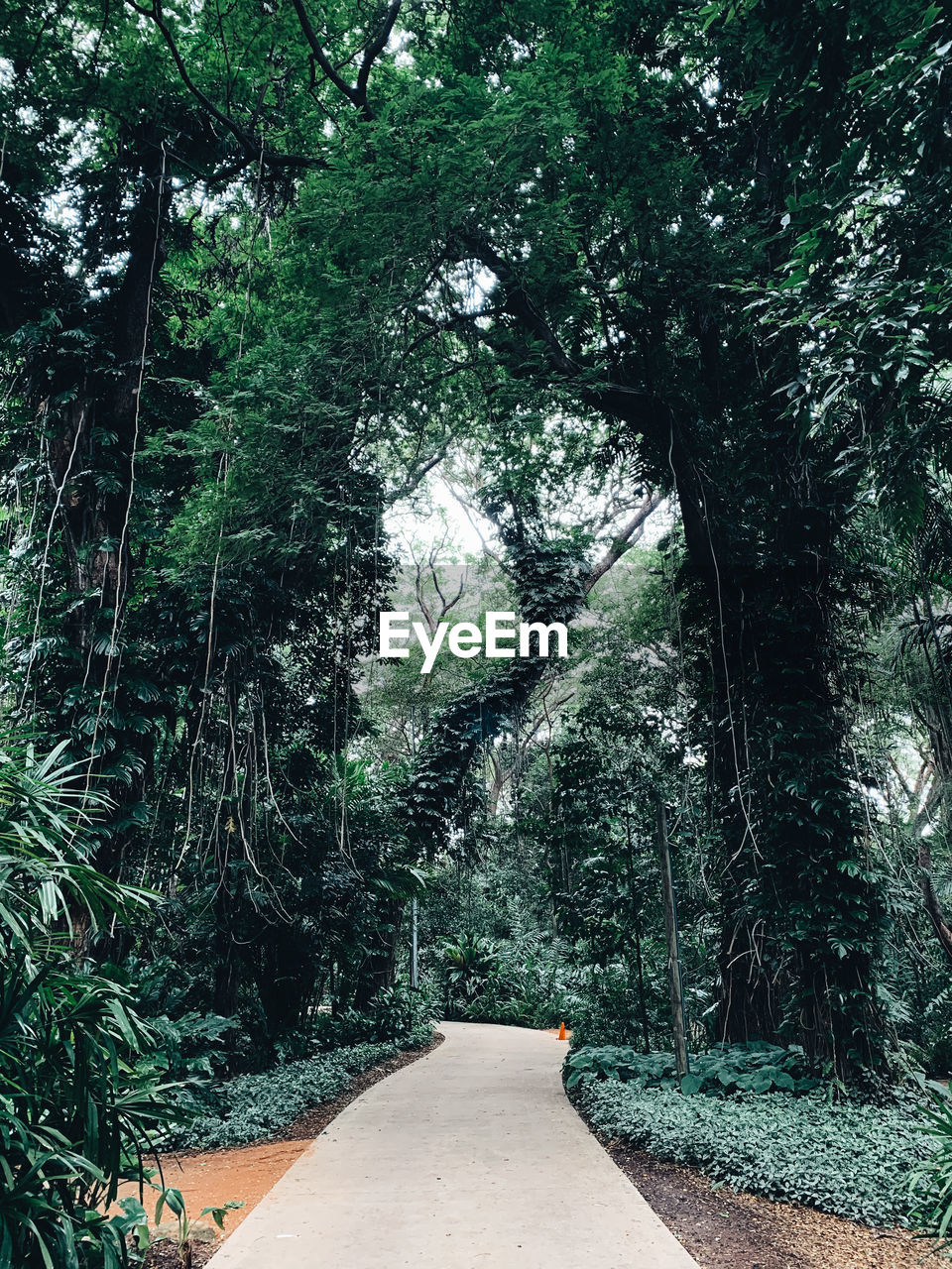 Empty road amidst trees in forest