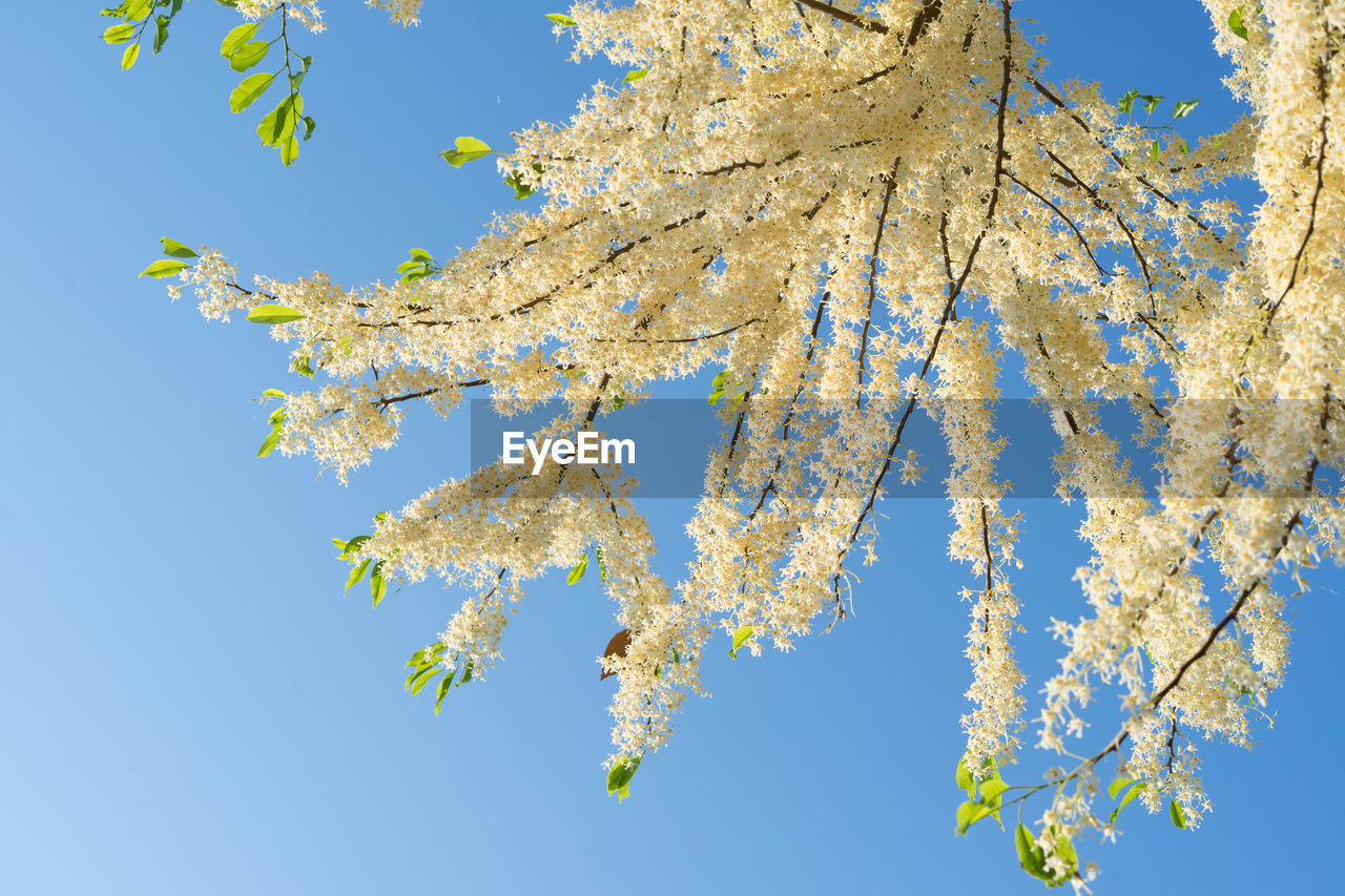 LOW ANGLE VIEW OF CHERRY BLOSSOMS AGAINST CLEAR SKY