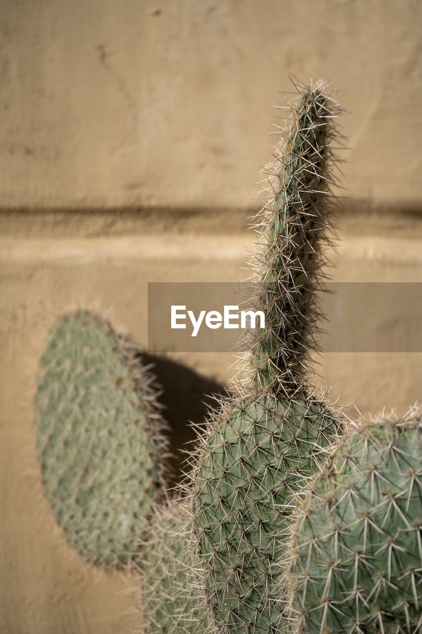 Green cactus plant with spines and spike.