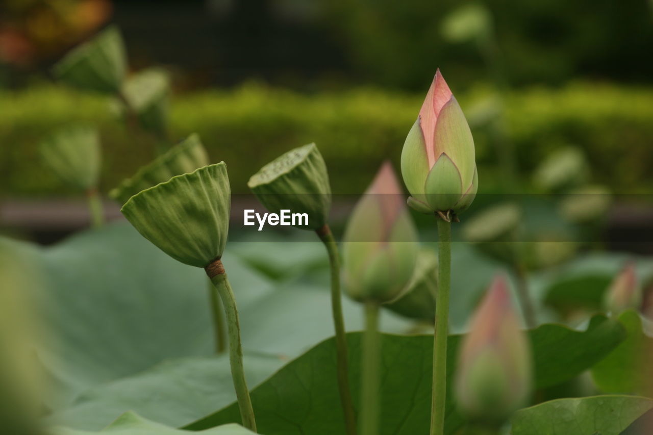 Close-up of lotus bud growing on plant