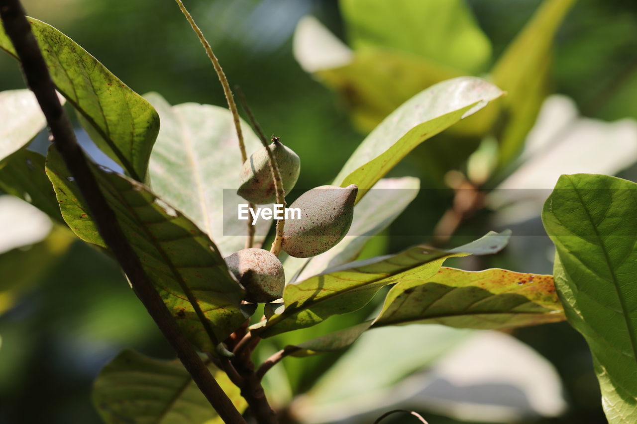 Close-up photo of green raw almond fruit hanging on the branch of almond tree