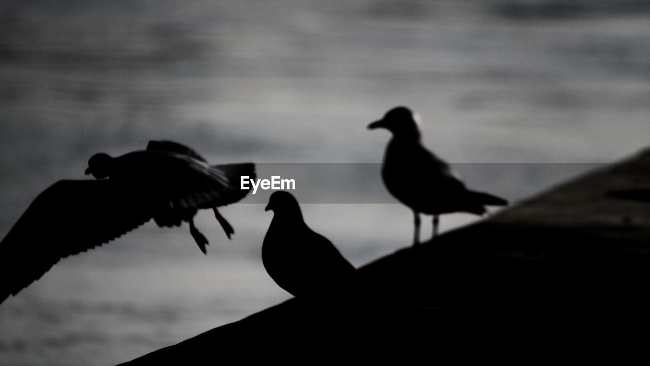 CLOSE-UP OF BIRDS IN WATER