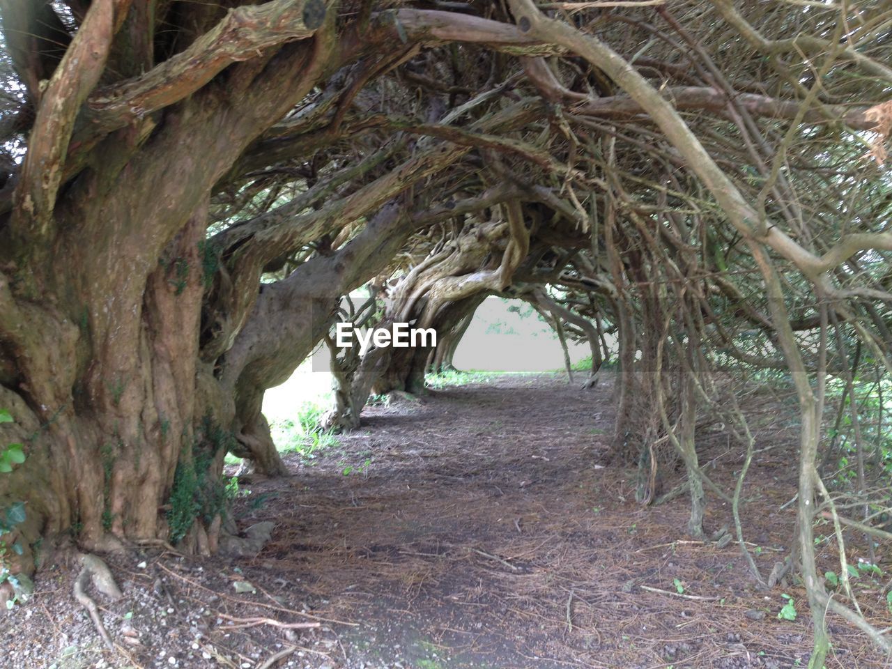 VIEW OF TREES IN FOREST